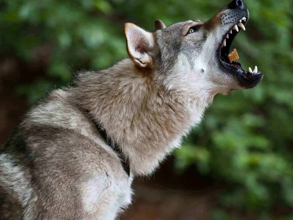 Growling wolf | Sales Motivation Secrets So Simple Even A Caveman Can Use Them