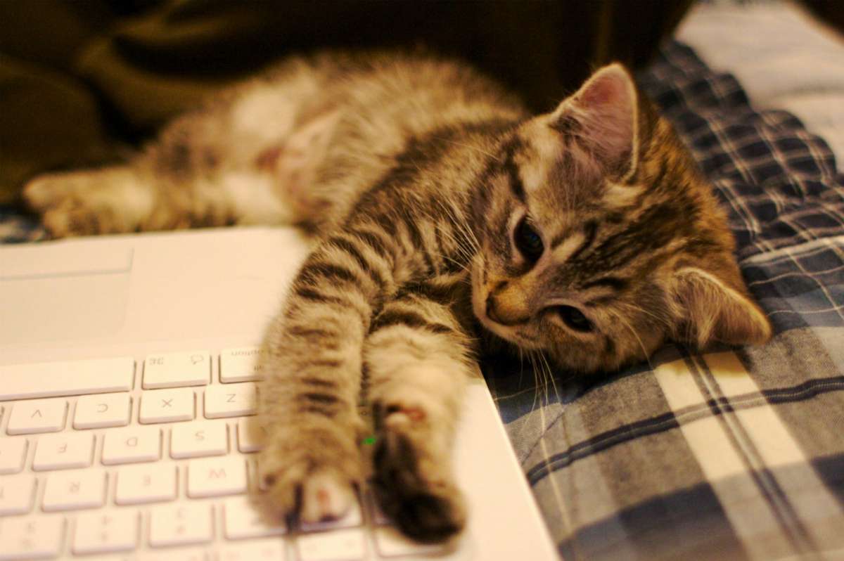 kitten on a laptop | Effective Time Management Strategies From Sales Experts | time management skills